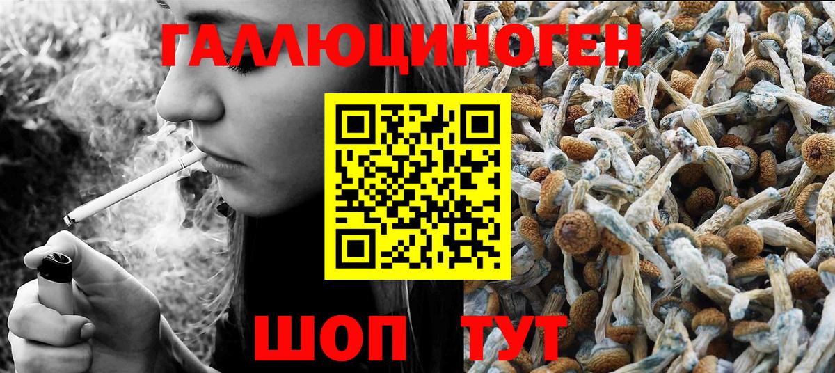 Галлюциногенные грибы Psilocybine cubensis Алейск